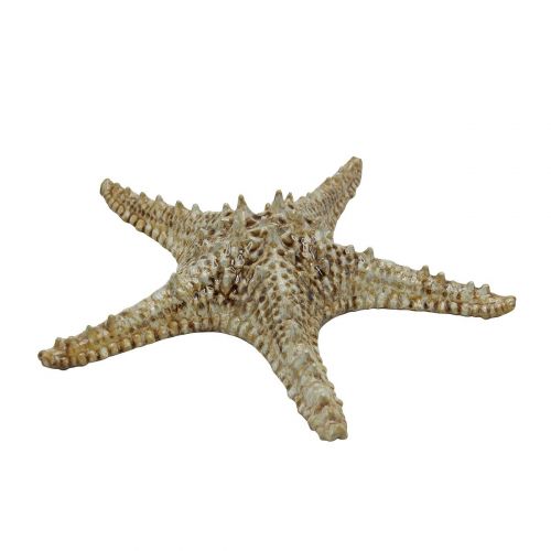 Блюдо Frutti di Mare 280 мм, керамика, P.L. Proff Cuisine QB23176003